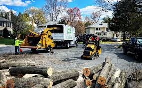Best Pest Control for Lawns  in San Lorenzo, CA