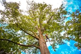 Best Hazardous Tree Removal  in San Lorenzo, CA