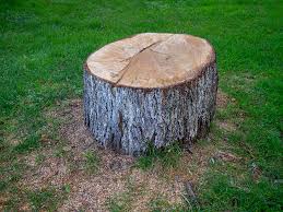 San Lorenzo, CA Tree Care Company