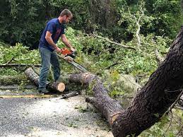 Best Tree Mulching  in San Lorenzo, CA
