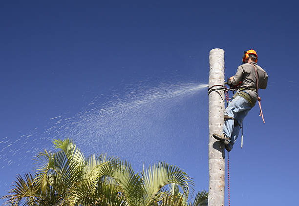 Best Tree Health Inspection  in San Lorenzo, CA