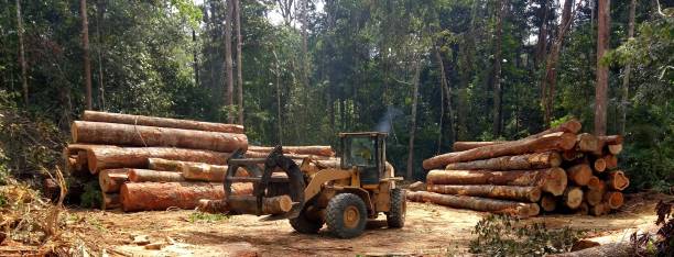 How Our Tree Care Process Works  in  San Lorenzo, CA