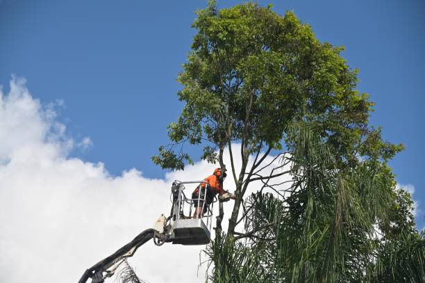 Best Tree and Shrub Care  in San Lorenzo, CA