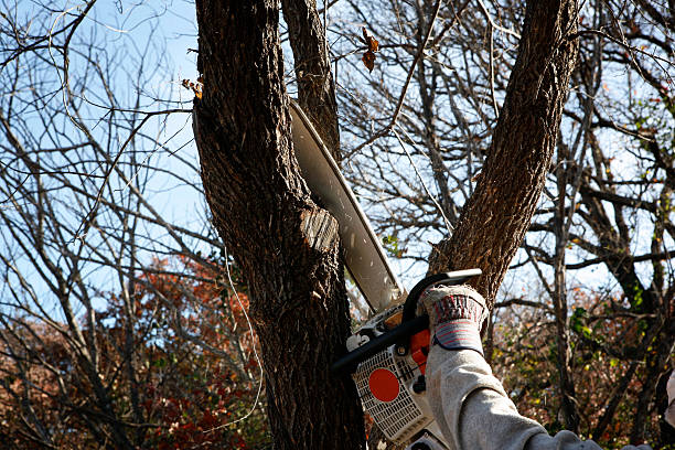 Best Lawn Pest Prevention  in San Lorenzo, CA