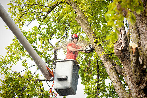 Best Commercial Tree Services  in San Lorenzo, CA