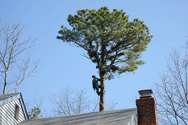 Best Tree Preservation Services  in San Lorenzo, CA